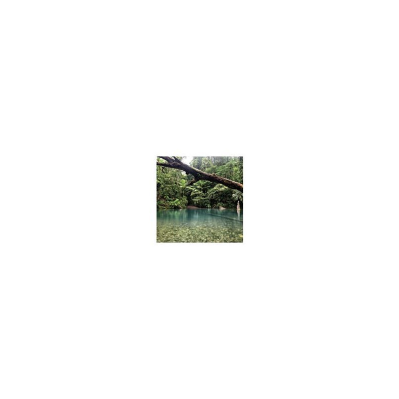 Daintree Rainforest Greeting Card Through The Lens
