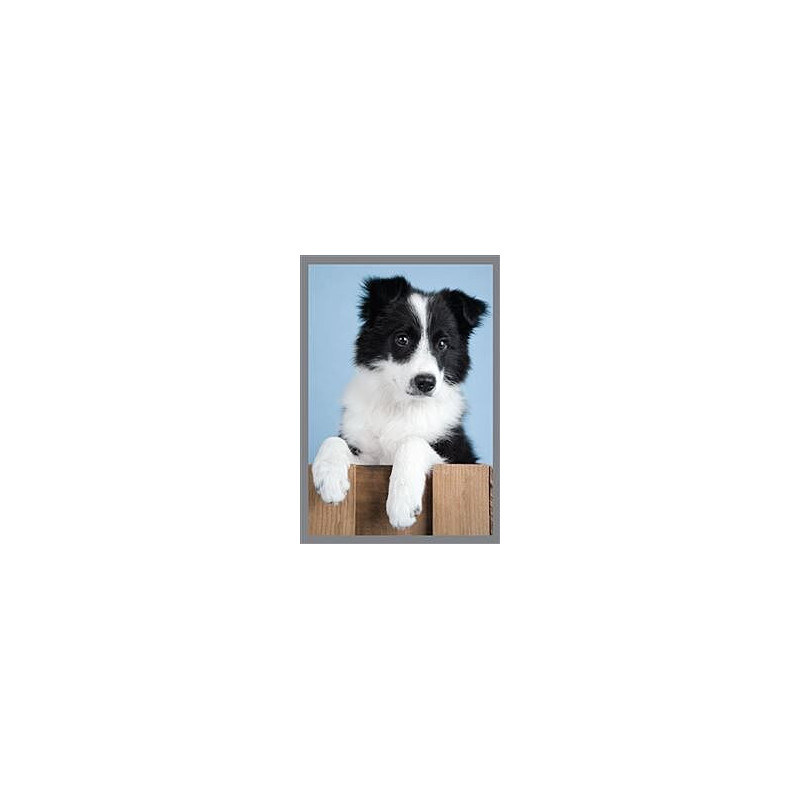 Dog on Crate Greeting Card Rachael Hale