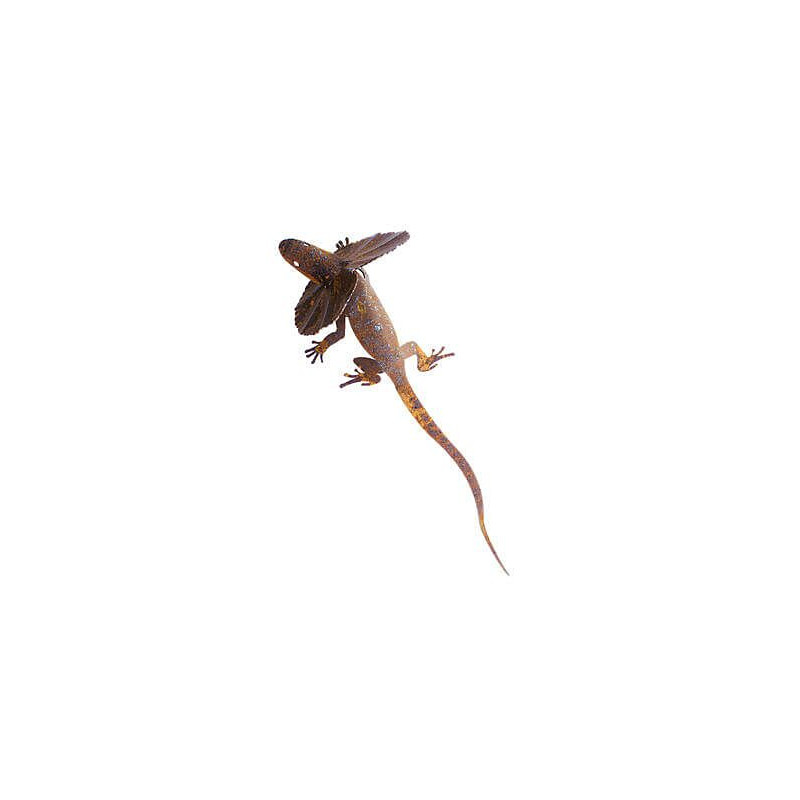 Large Frill Neck Lizard Garden Art