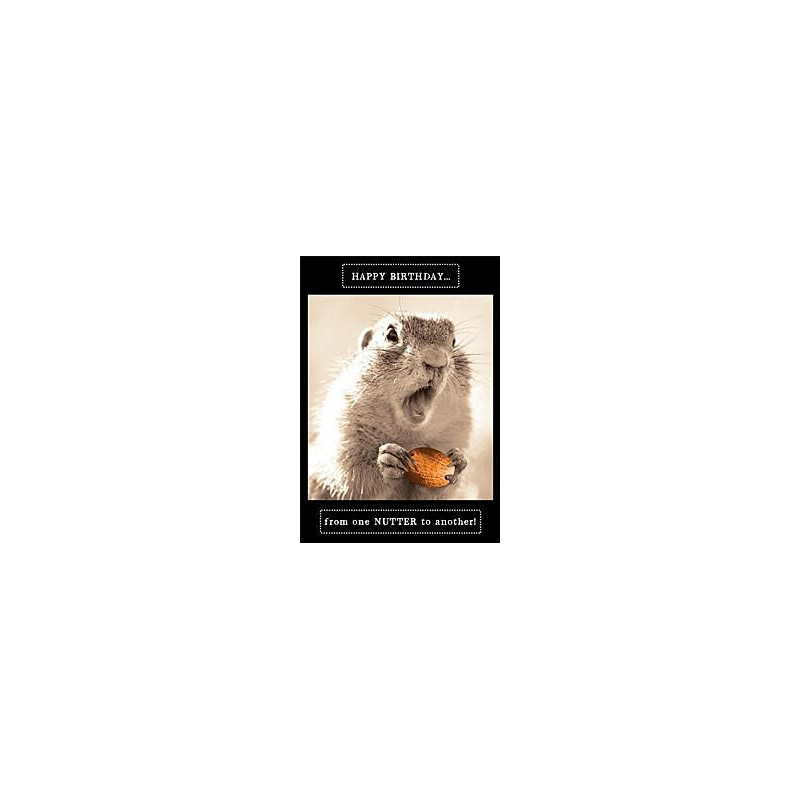 Nutter Squirrel Greeting Card Animal Antics