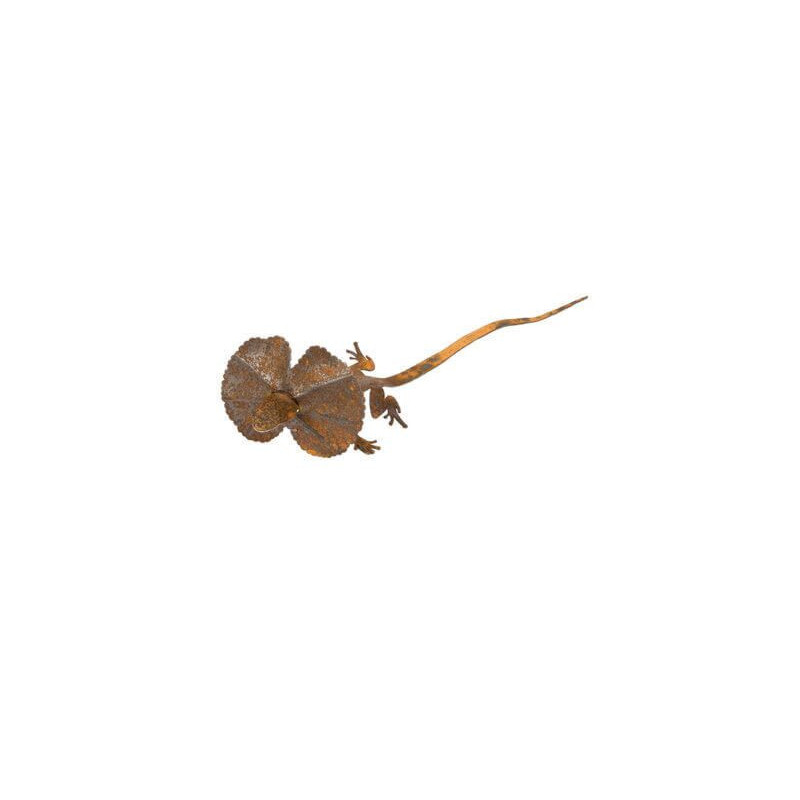 Small Frill Neck Lizard Garden Art