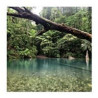 Daintree Rainforest Greeting Card Through The Lens
