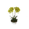 50cm Dual Butterfly Orchid Cream