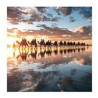Camels Broome Greeting Card Through The Lens